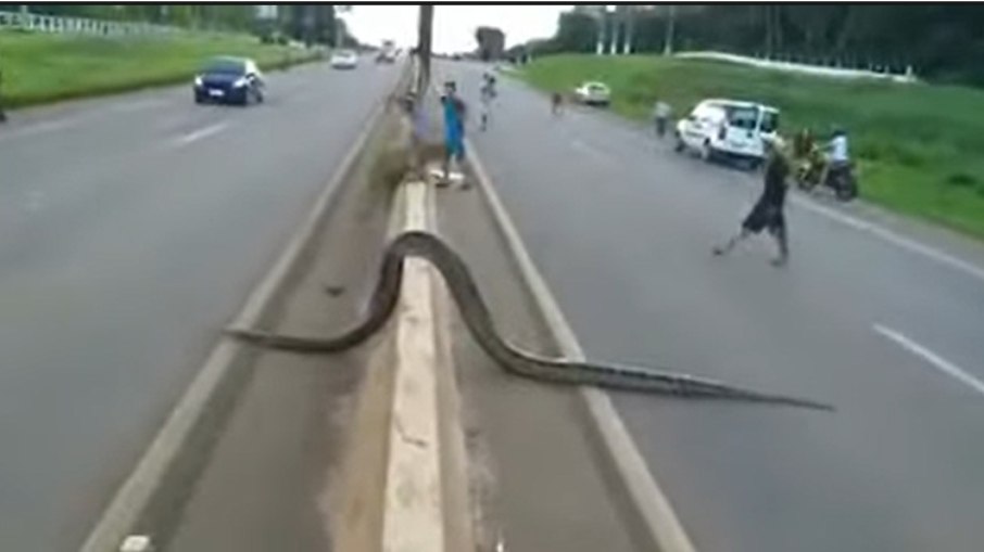 Jiboia gigante atravessa rodovia Rio-Santos (Reprodução)