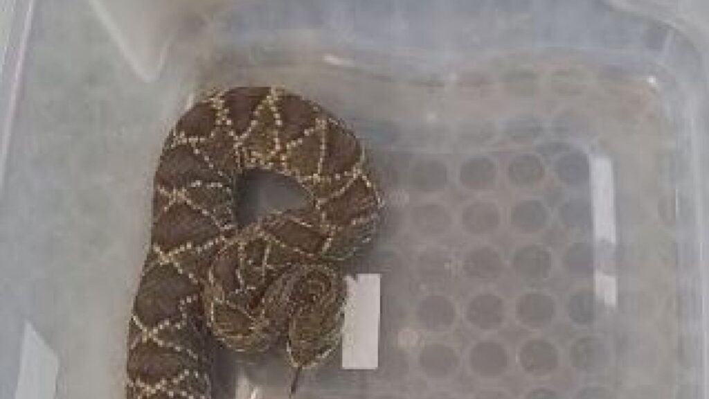 Cascavel grávida é capturada dentro de casa em São Roque (Foto: Cruzeiro do Sul)