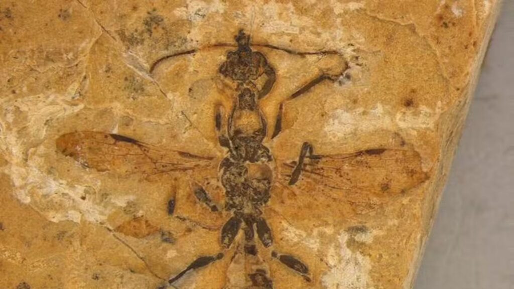 Fóssil de formiga mais antiga do mundo é encontrado no Nordeste (Foto: Anderson Lepeco)