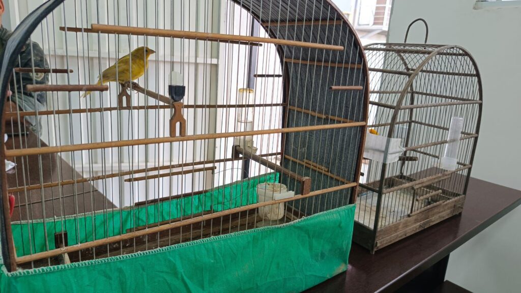 Polícia Civil de Sorocaba realiza ações contra maus-tratos a animais e apreende armas e aves silvestres/ Foto: Polícia Civil