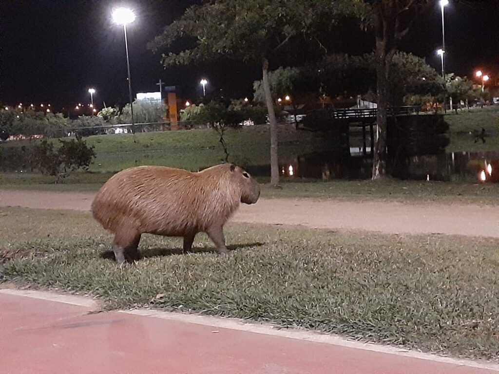 Fofo ou perigoso? Capivaras podem esconder transmissor da febre maculosa; entenda