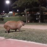 Fofo ou perigoso? Capivaras podem esconder transmissor da febre maculosa; entenda