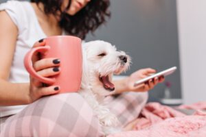 Produtos de limpeza podem comprometer saúde dos pets; entenda (Freepik)