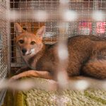Raposa ameaçada de extinção é resgatada no Centro de Itu após circular entre veículos
