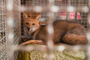 Raposa ameaçada de extinção é resgatada no Centro de Itu após circular entre veículos
