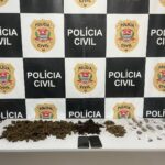 Homem é preso em flagrante após polícia encontrar plantação de maconha na sua residência em São Roque