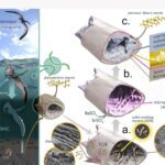 Estudo revela preservação de tecidos de pterossauro por 113 milhões (Foto: Arte Kliti Gric)